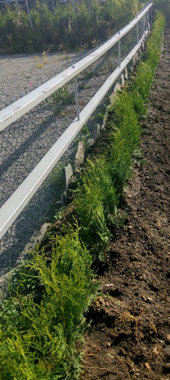 Thuja Brabant Ågotnes