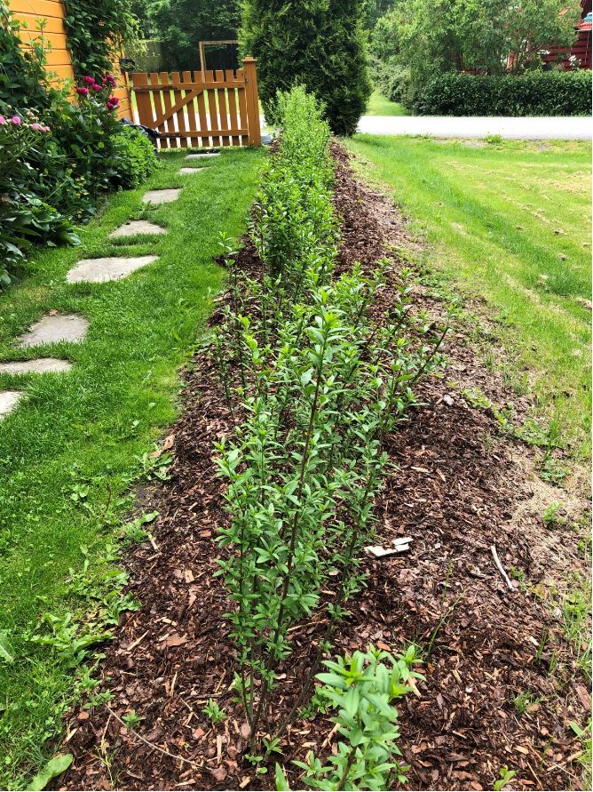 Liguster liga Østfold