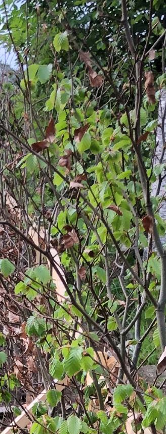 Eidsvåg Møre og Romsdal