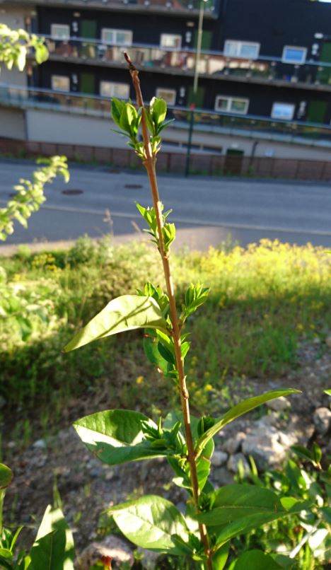 Vinterliguster barrot Kristiansand