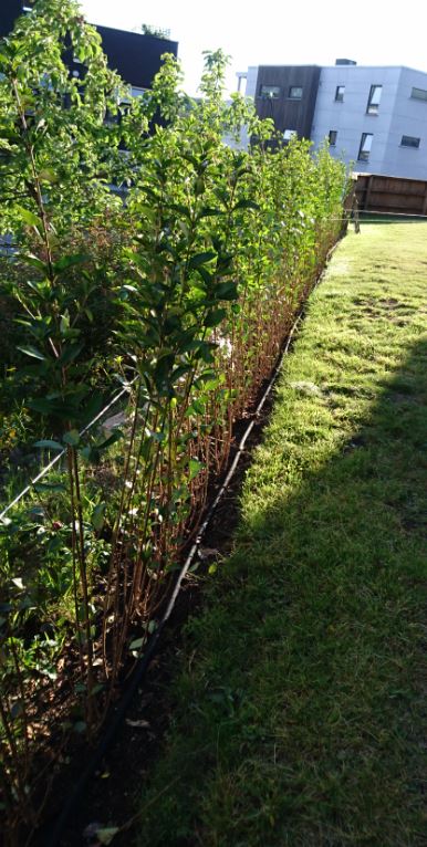 Vinterliguster Kristiansand